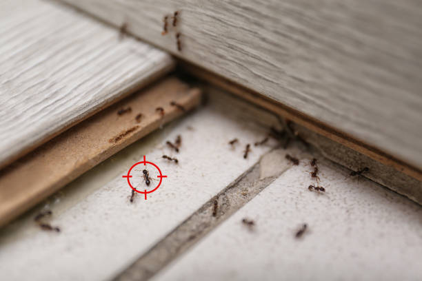 Best Pest Prevention Services  in Weldon, CA
