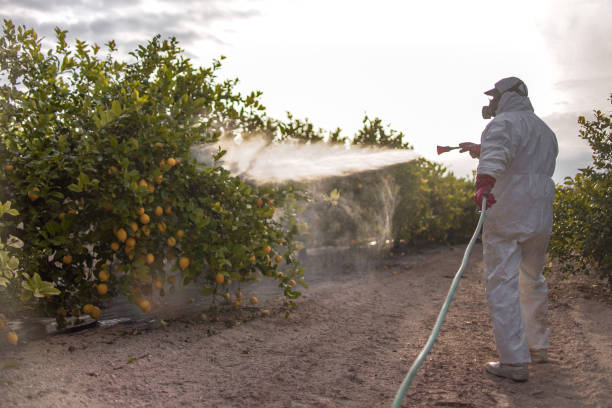 Best Bird Control  in Weldon, CA