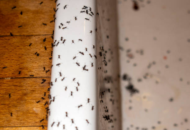 Best Affordable Pest Control Services  in Weldon, CA