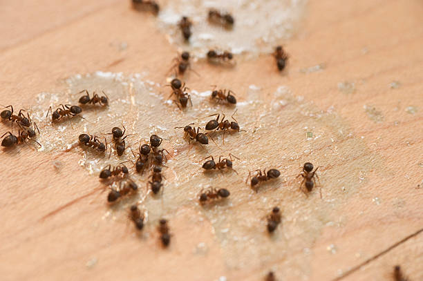 Best Best Pest Control Companies  in Weldon, CA