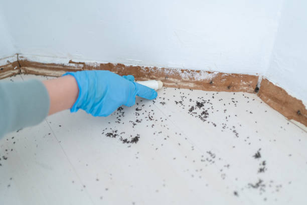 Reliable Weldon, CA Pest Control Solutions